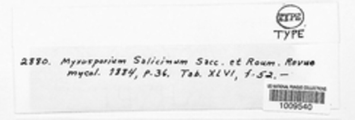 Sclerophoma salicina image